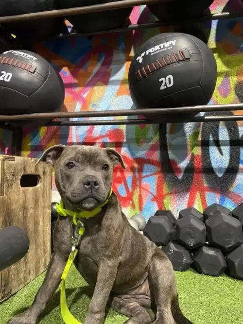 Staffordshire Bull Terrier Filhote