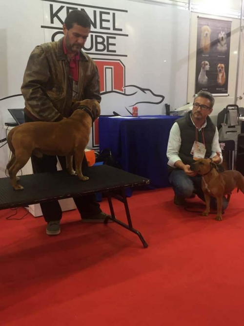 Pet South - KCSP