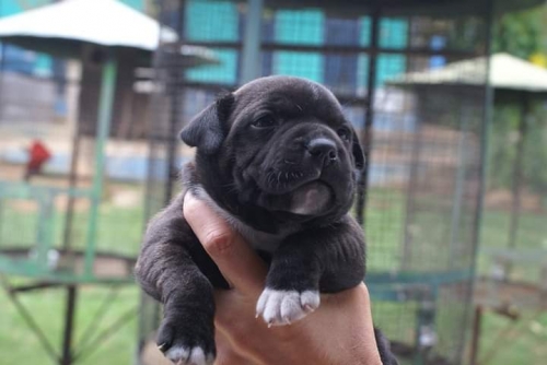 Staffordshire Bull Terrier Filhote
