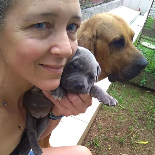 Staffordshire Bull Terrier Filhote