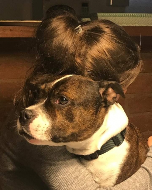 Staffordshire Bull Terrier Filhote